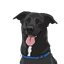 Profit4Dogs Logo